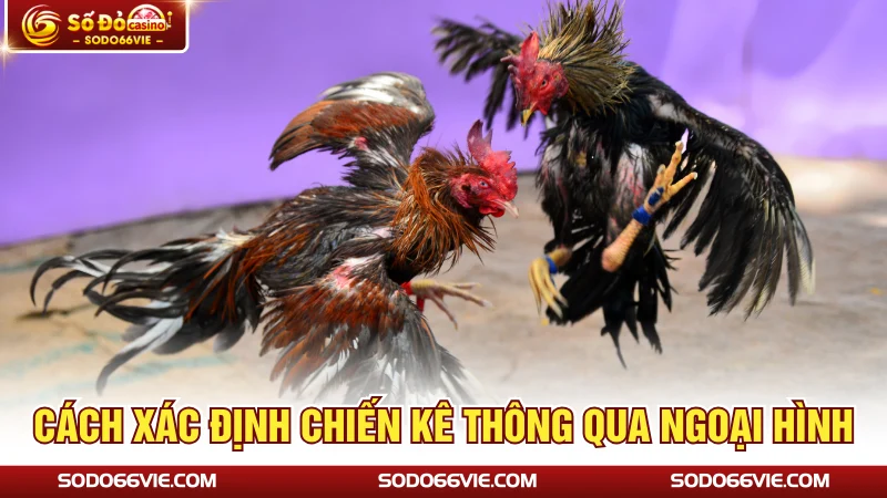 Cách xác định chiến kê thông qua ngoại hình