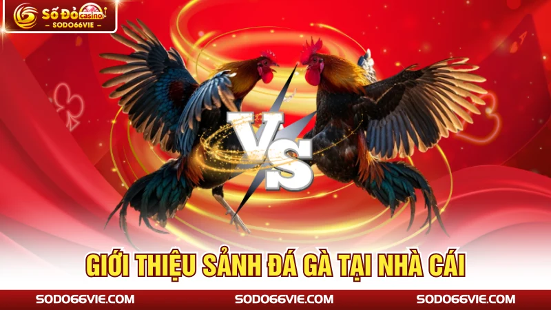 Giới thiệu sảnh đá gà tại nhà cái