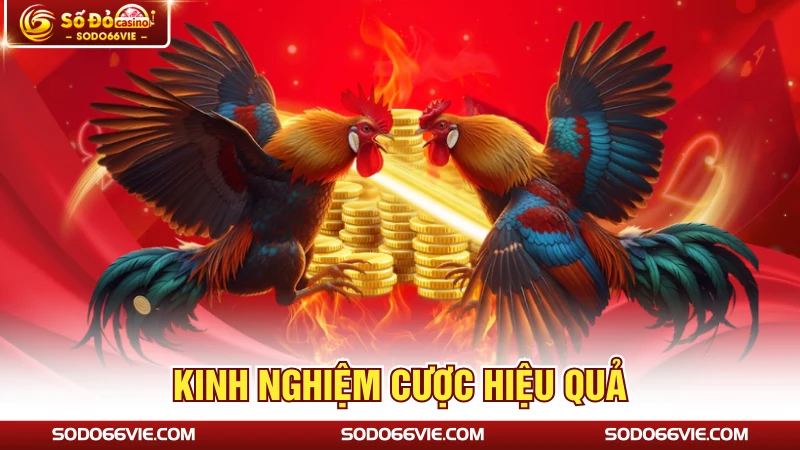 Kinh nghiệm cược hiệu quả