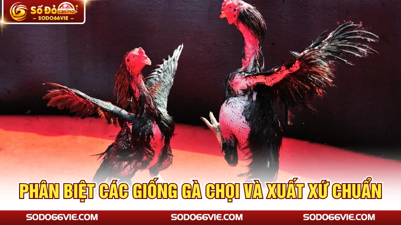 Phân biệt các giống gà chọi và xuất xứ chuẩn