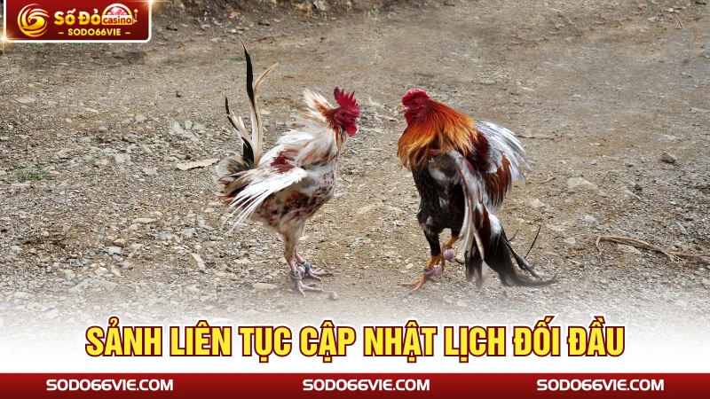 Sảnh liên tục cập nhật lịch đối đầu 